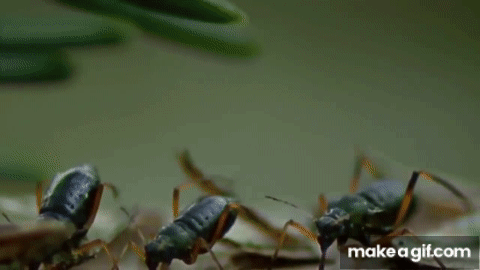 HORMIGAS: EL PODER SECRETO DE LA NATURALEZA - HD - DOCUMENTAL on Make a GIF