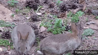 Baby Rabbits at University Of East Anglia Bunnies UEA :-) on Make a GIF