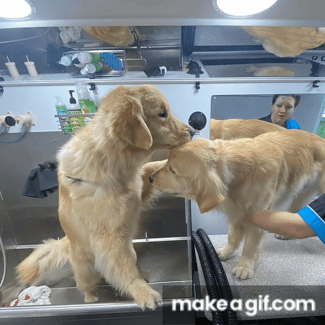 Dog wash near me on Make a GIF