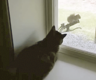 Failed Attempt to Catch Squirrel on Make a GIF