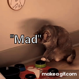 Cat Mad GIFs