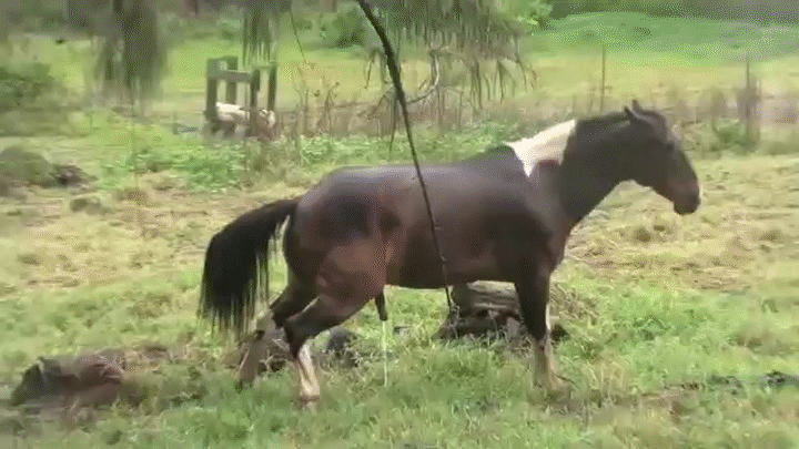 720 x 405 - animatedgif. horse pooping peaing eating super funny gif. 
