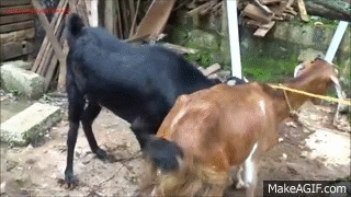 Goat Mating in our Farm on Make a GIF 