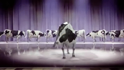Tap Dancing Cow on Make a GIF