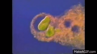 Epic Lysosomes on Make a GIF