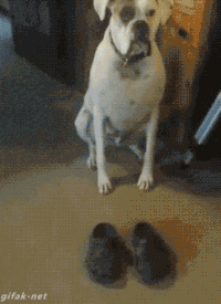 Grape spørge Glat Trying on a pair of shoes Follow Cat GIF Central on Twitter,... on Make a  GIF