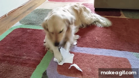 Dog Eating My Homework Ripping Apart Paper English Cream Golden Retriever 2 Years Old On Make A Gif