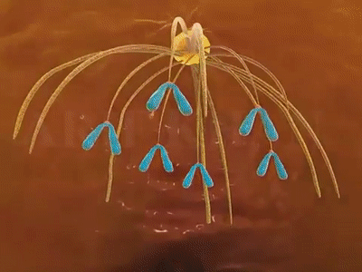 mitosis 3d animation |Phases of mitosis|cell division on Make a GIF