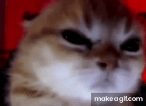 Angry cats on Make a GIF