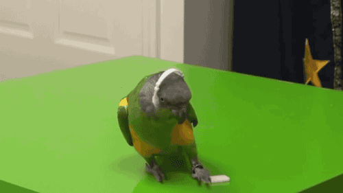 Résultat de recherche d'images pour "parrot dancing gif"