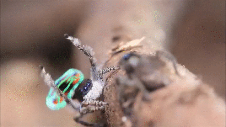 Jumping Spider Dance On Make A Gif
