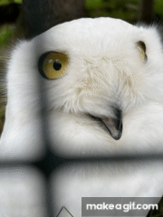 Vadito on Make a GIF