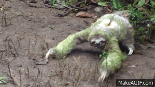 3 toed sloth walking on Make a GIF