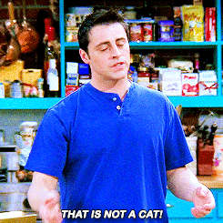 The food isnt that hot meme. It not that. Главное, чтоб дошло послание джокер. Джоуи это не кошка. It is ironic.