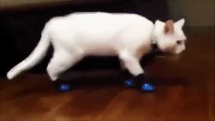 Epic Funny Compilation - and dogs walking awkwardly with on Make a GIF