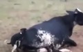 funny dog sex with cow