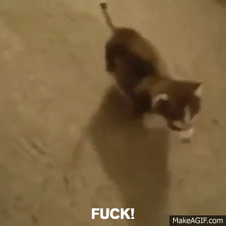Cat Gif Fuck This Fuck That 1