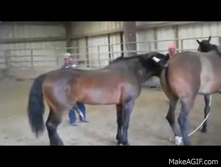 breeding horses gif