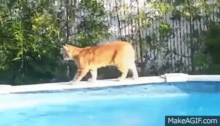 funny cats falling in water