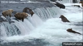 HD: Grizzly Bears Catching Salmon - Nature's Great Events: The Great Salmon Run - BBC One