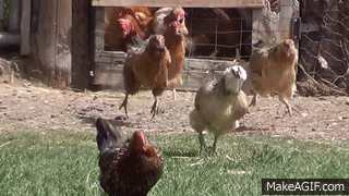 Image result for chickens gif