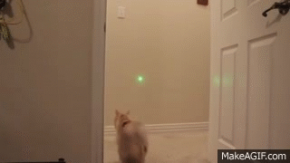 Image result for cat chasing light gif