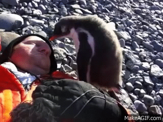 Baby Penguin Meets Human For First Time On Make A Gif