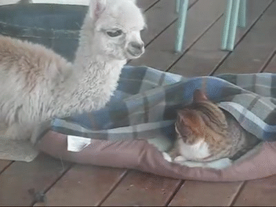 Lacey The Alpaca Cuddles With The Cats She May Even Think She Is A Cat On Make A Gif