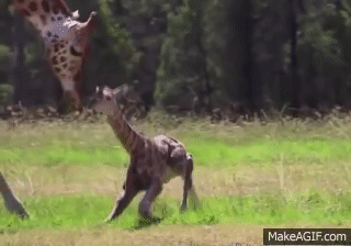 newborn giraffe gif