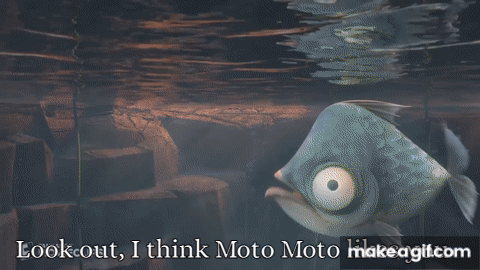 I think moto moto likes you! : r/memes
