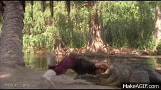 Image result for alligator gif