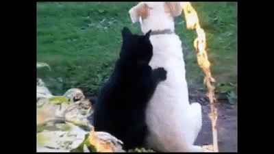 Funny Cats Compilation [Most See] Funny Cat Videos Ever Part 1 on Make a GIF
