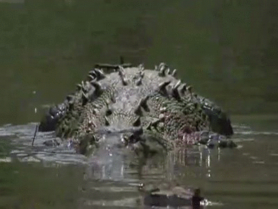 American crocodiles (Crocodylus acutus) on Make a GIF