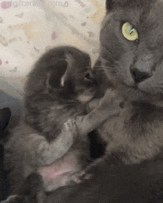 kittens cuddle gif