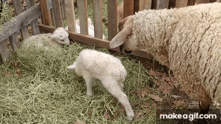 1 day old baby lambs and a 10 years old mom sheep on Make a GIF