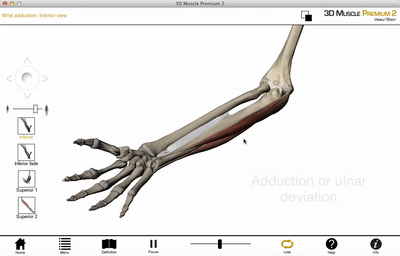 wrist joint movements