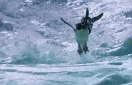 Swimming, in the case of penguins, can be considered a form of "aquatic flight".  Penguins in captivity are not deprived the ability to swim.