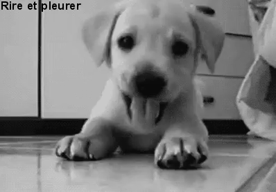 Dog Chien Coucou Cute Mignon Chiot Puppy Image Gif Anime On Make A Gif