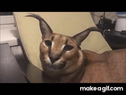 Floppa Gaming on Make a GIF