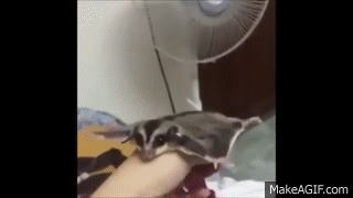 Teaching a Flying Squirrel how to fly ...(in front of a ventilator)... on  Make a GIF