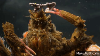 Decorator Crabs Make High Fashion at Low Tide