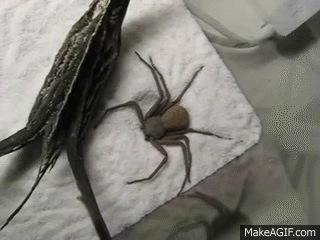 The Spider Who Couldn T Hide On Make A Gif