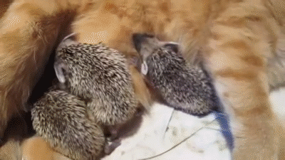 Cat Mom Adopts Four Orphan Hedgehogs on Make a GIF