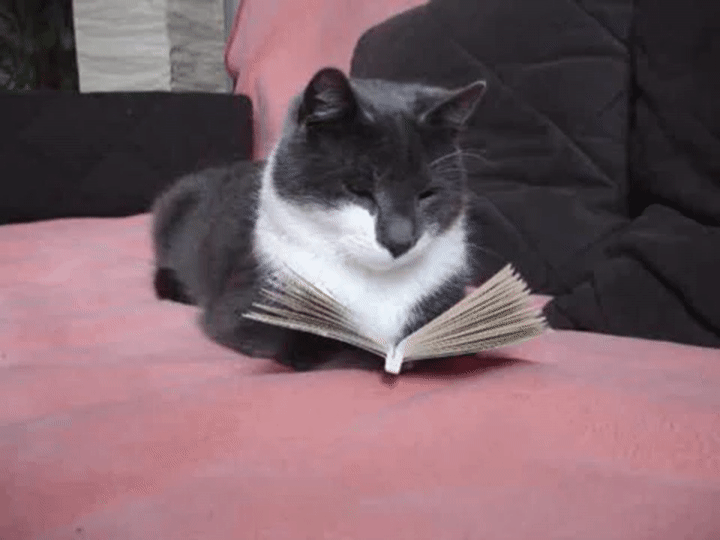 cat, book, read, europeaninstitute. premium. 