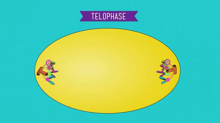 Mitosis: telophase 2 Splitting Up is Complicated - Crash Course Biology #12  on Make a GIF