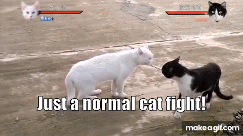 Cat Fight Meme