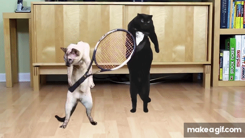 New trending GIF tagged funny cat animals commercial…