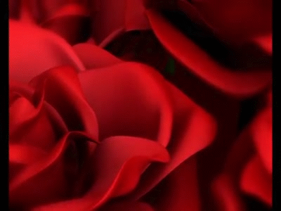 HD Rose Animation Video Background Footage Free Download on Make a GIF