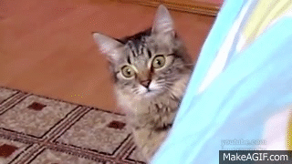 The cat is planning something evil on Make a GIF