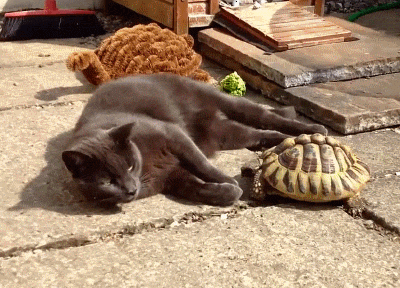 Angry Face in 2023  Angry cat, Animal gifs, Tortoise